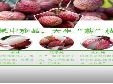 荔枝整合